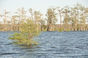 This cypress tree thought its branches were safely above the water-which proved not to be the case!