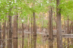 Floodwaters cover a bottomland hardwood forest near Deep Slough on Felsenthal National Wildlife Refuge. 